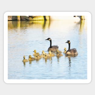 Family Afloat Canada Geese & Goslings No.1 Sticker